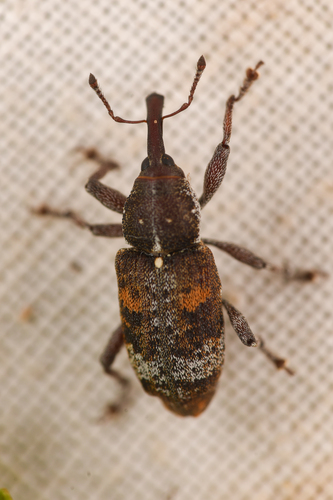 Pissodes fasciatus
