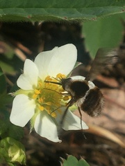 Bombylius pygmaeus