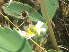Bombylius pygmaeus