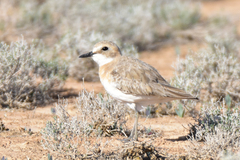 Charadrius leschenaultii scythicus