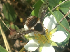 Bombylius pygmaeus