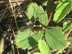 Bombylius pygmaeus