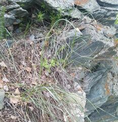 Allium strictum