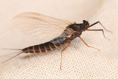 Leptophlebia cupida