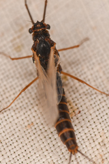 Leptophlebia cupida