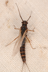 Leptophlebia cupida