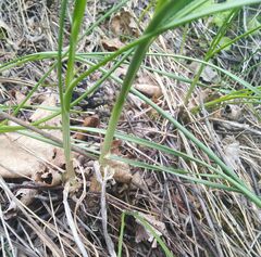 Allium strictum
