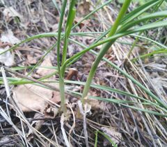 Allium strictum