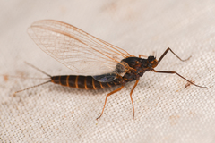 Leptophlebia cupida
