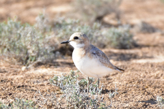 Charadrius leschenaultii scythicus