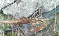 Allium strictum