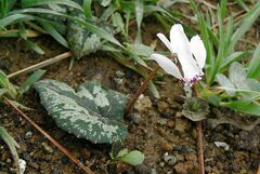 Cyclamen cyprium