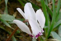 Cyclamen cyprium