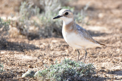 Charadrius leschenaultii scythicus