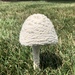 Saproamanita - Photo (c) jrebman, some rights reserved (CC BY-NC), uploaded by jrebman