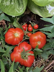 Solanum lycopersicum