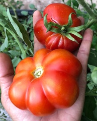 Solanum lycopersicum