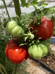 Solanum lycopersicum