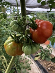 Solanum lycopersicum