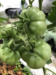 Solanum lycopersicum