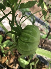 Solanum lycopersicum