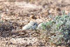 Charadrius leschenaultii scythicus
