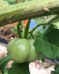 Solanum lycopersicum