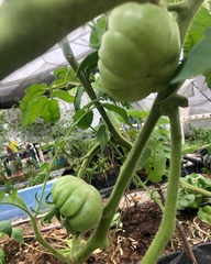 Solanum lycopersicum