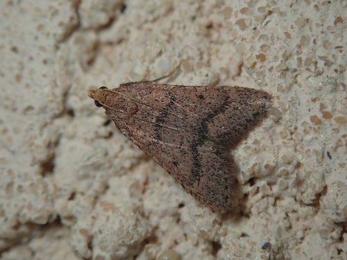 Bostra obsoletalis