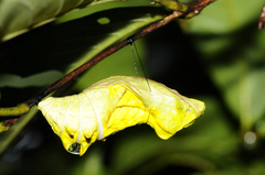 Troides minos