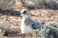 Charadrius leschenaultii scythicus
