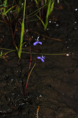 Murdannia pauciflora