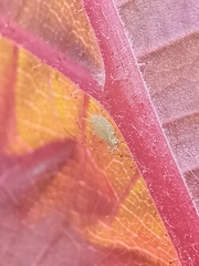 Corylobium avellanae