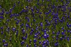 Utricularia reticulata