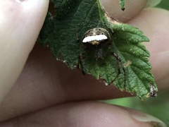 Araneus miniatus