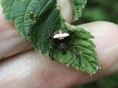 Araneus miniatus