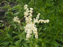 Koenigia alpina