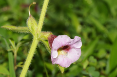 Sesamum indicum