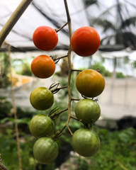 Solanum lycopersicum