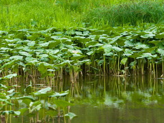 Petasites radiatus