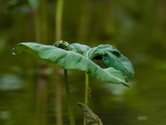 Petasites radiatus