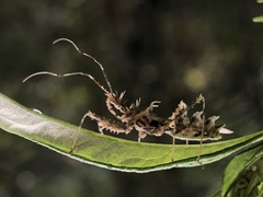 Sclomina parva