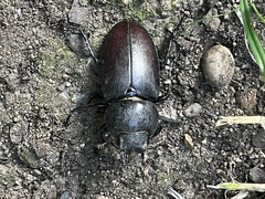 Lucanus cervus