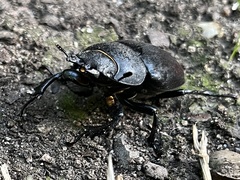 Lucanus cervus