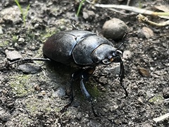 Lucanus cervus