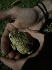 Anaxyrus americanus