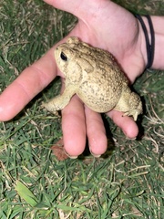Anaxyrus americanus
