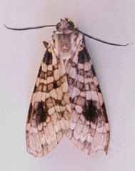 Elysius melanoplaga