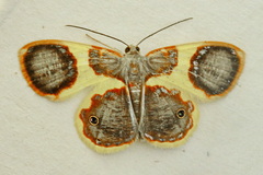 Opisthoxia asopis