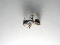 Dendrolasius